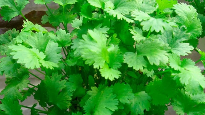अक्षय तृतीया