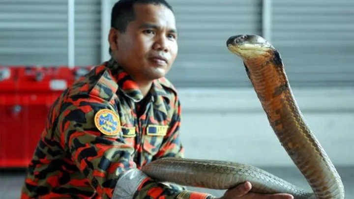 பாம்புகளின் காதலன் பாம்பு கடித்து மரணம்...