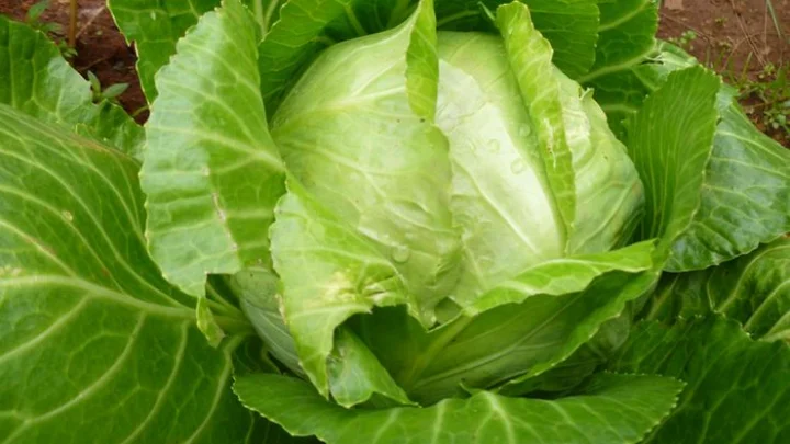 முட்டை கோஸ்