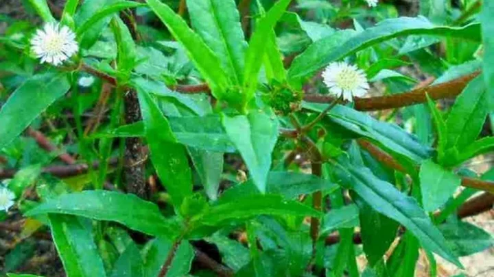 கரிசலாங்கண்ணி