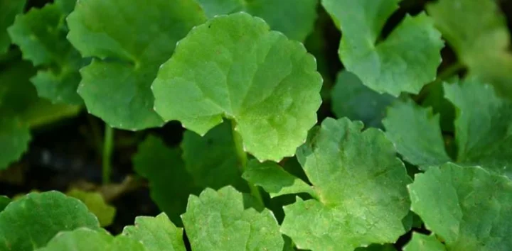 வல்லாரை கீரை