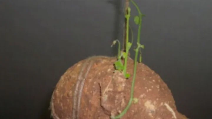 பில்லி, சூன்யம் தீய விளைவுகளில் இருந்து காக்கும் ஆகாச கருடன் கிழங்கு