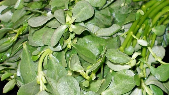பருப்புக் கீரை