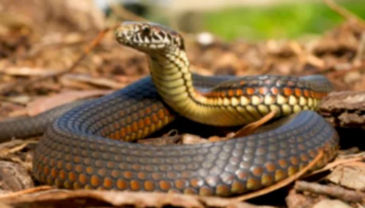 3 மாதம் காத்திருந்து பழி வாங்கிய பாம்பு