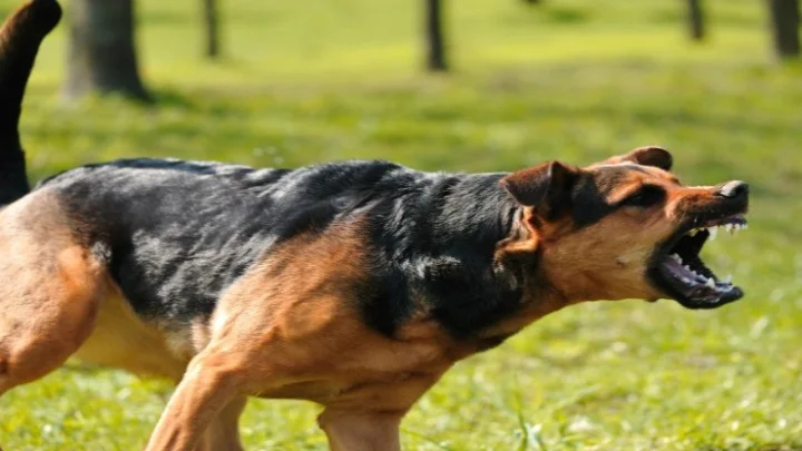 மானமதுரை