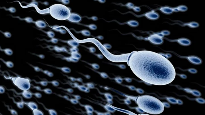 விந்தணு உற்பத்தி