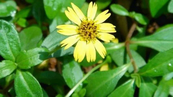 மிக விரைவில் புண்களை குணமாக்கும் கரிசலாங்கண்ணி