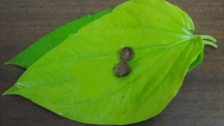 வெற்றிலை