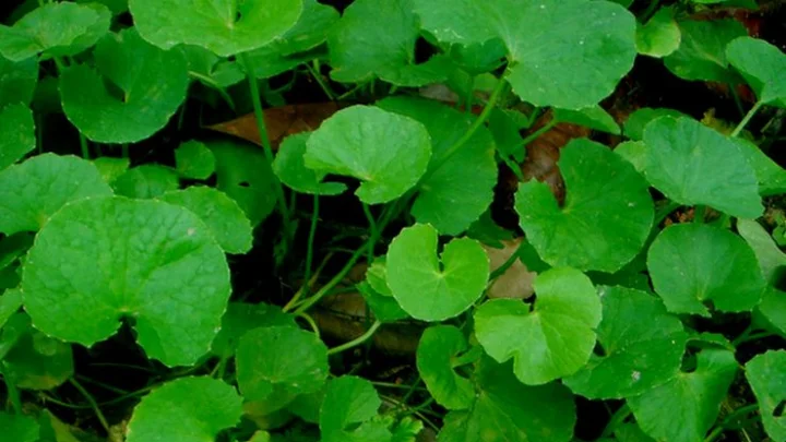 நரம்பு பாதிப்பு பிரச்சனைகளை நீக்கும் வல்லாரை