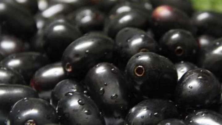 நாவல் பழம்