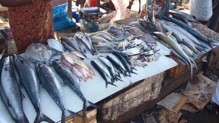 Fish