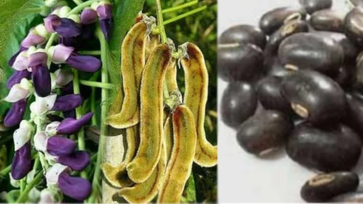 பூனைக்காலி