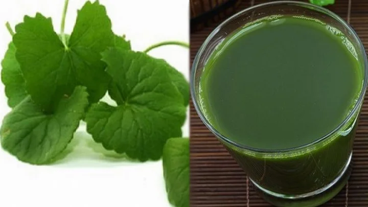 காசநோயினால் ஏற்படும் சளித்தேக்கத்தை வெளியேற்றும் வல்லாரை..!