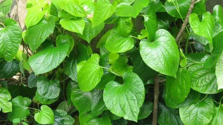 uric acid home remedies
