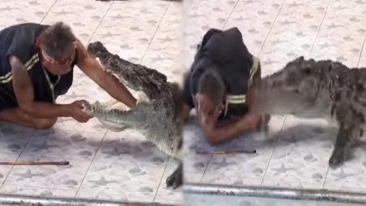 வித்தை காட்டிய பயிற்சியாளர் - கடித்து குதறிய முதலை