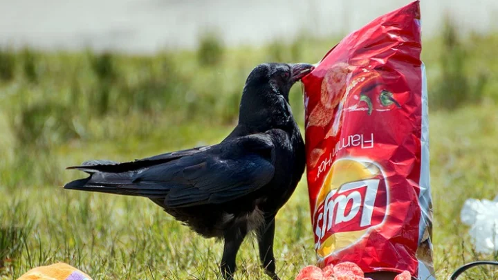 பிரான்ஸ்