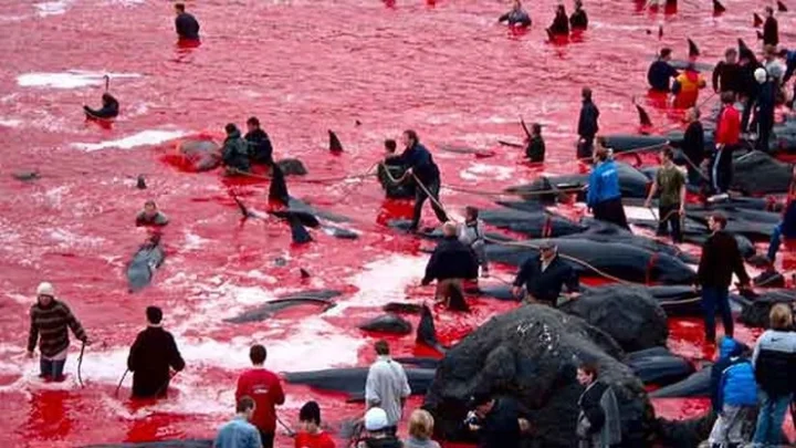 திமிங்கலம்