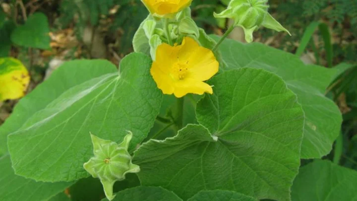 துத்தி கீரை