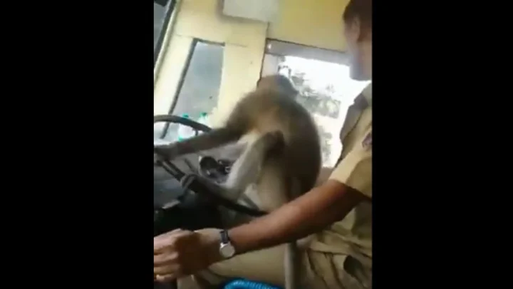 பஸ் ஓட்டிய குரங்கு