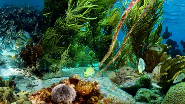 கடல் பாசிகள்