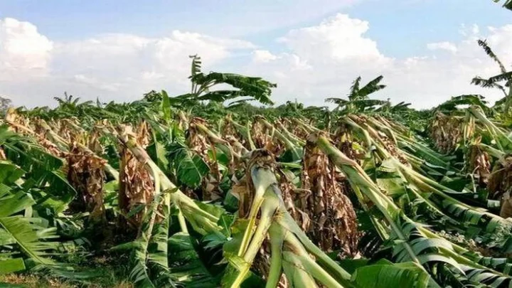 கஜா