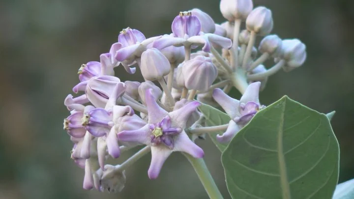 எருக்கம்பூ