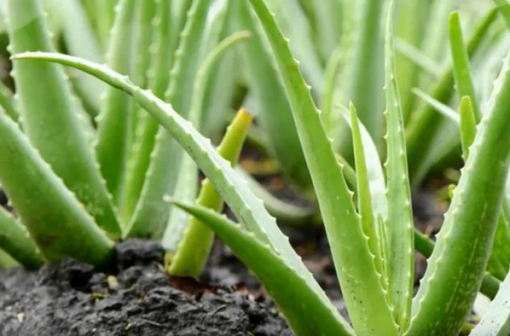 கற்றாழை ஏற்படுத்தும் பக்கவிளைவுகள்