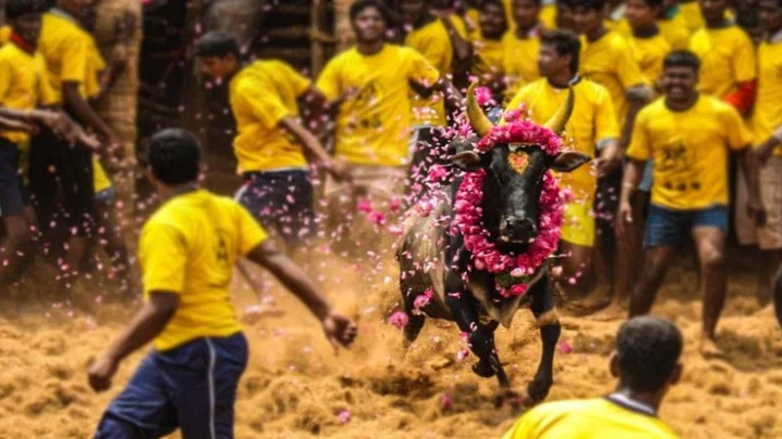 ஜல்லிக்கட்டு