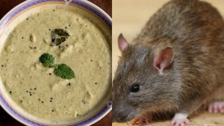 எலி சட்னி: எகிறி குதித்து ஓடிய கல்லூரி மாணவர்கள்: சென்னையில் பதற்றம்