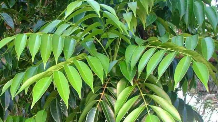 கறிவேப்பிலை