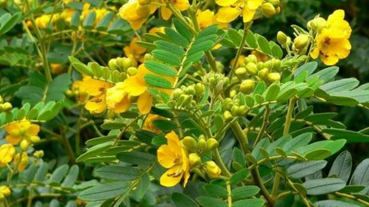 நீரிழிவு நோய்