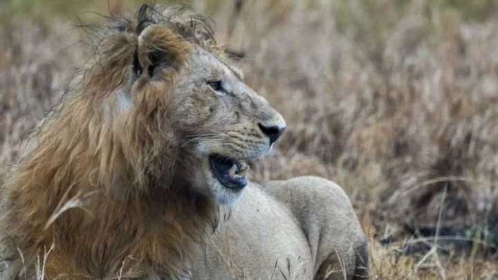 The lioness