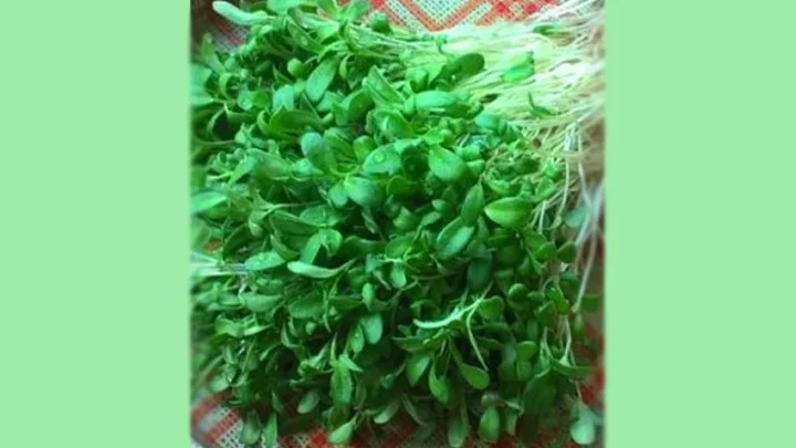 மருத்துவகுணம் நிறைந்த வெந்தயக் கீரை....!