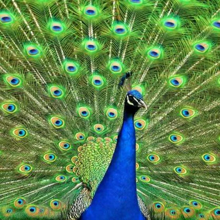 स्वप्नात पक्षी दिसणे