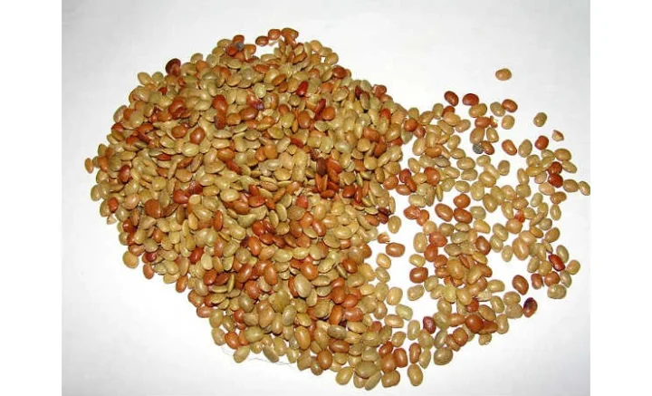 ஒரே வாரத்தில் 5 கிலோ உடல் எடையை குறைக்கும் கொள்ளு!