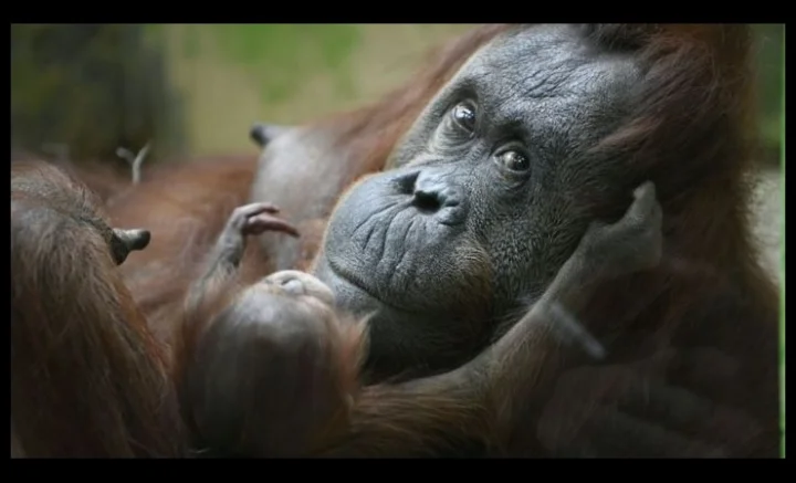 Orangutan 
