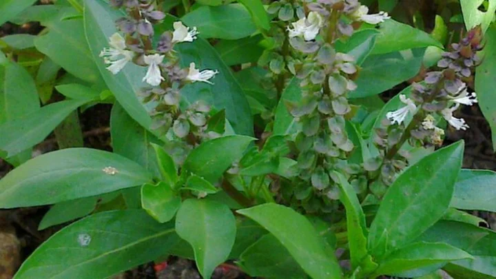 திருநீற்றுப்பச்சிலை