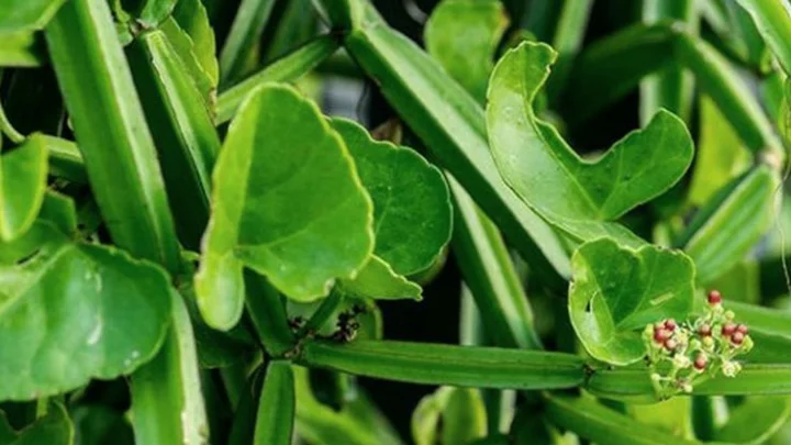 அற்புத மருத்துவ குணங்கள் நிறைந்த பிரண்டை...!!