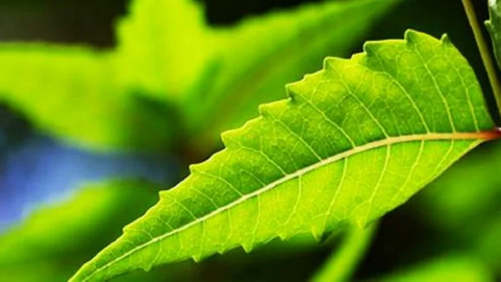 வீட்டில் உள்ள தீய சக்திகளை விரட்டும் பரிகாரம்....!