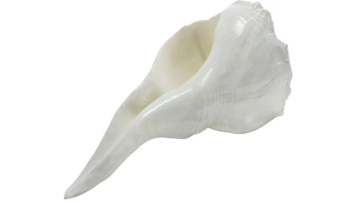 வலம்புரி சங்கு