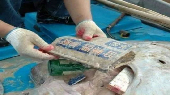 மீனின் வயிற்றுக்குள் சிகரெட் பாக்கெட், டிஜிட்டல் கேமரா – ஆய்வாளர்கள் அதிர்ச்சி