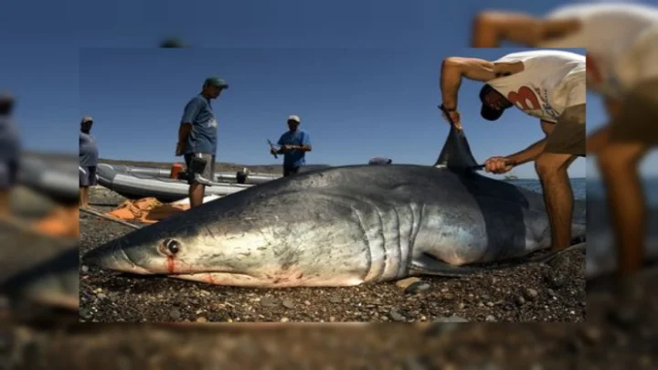 சுறா மீன்