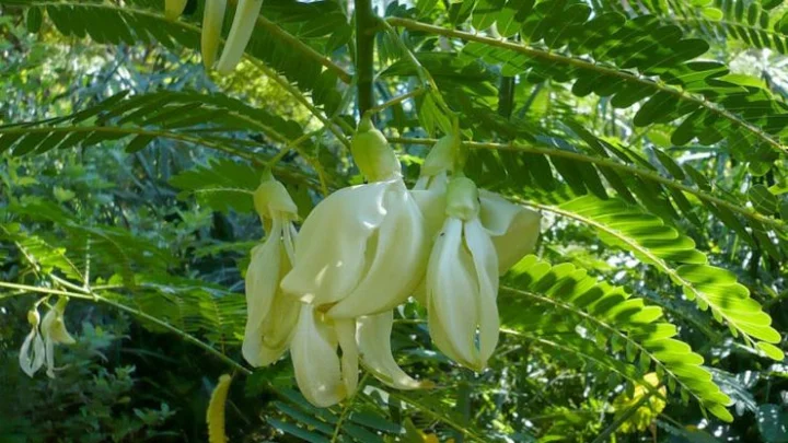 பித்தம்