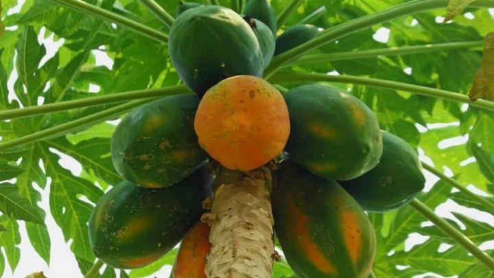 kachhi papai