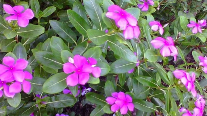 நித்திய கல்யாணி