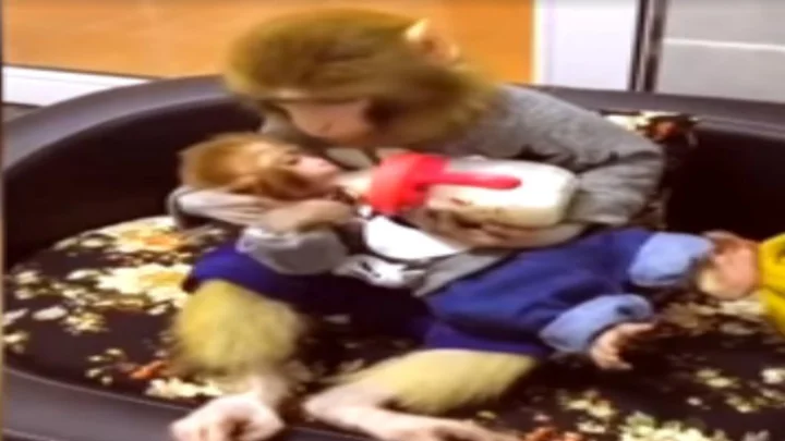 குரங்கு