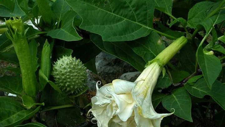 ஊமத்தை காய்