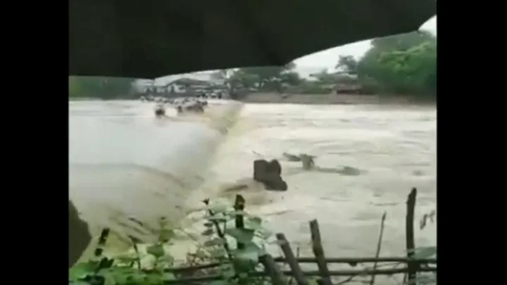 கால் நடைகள்
