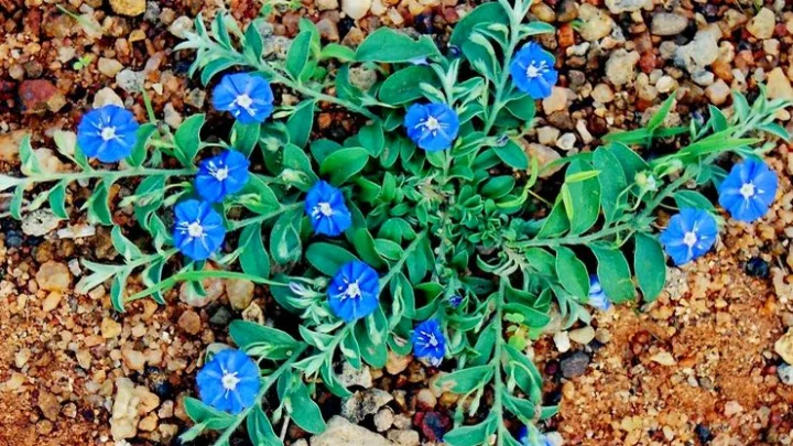 காய்ச்சல்