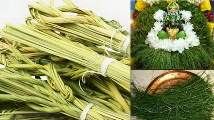 தர்ப்பை புல்லை நல்ல மற்றும் கெட்ட காரியங்களுக்கு பயன்படுத்துவது ஏன்...?